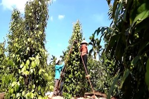 越南胡椒突破每公斤15万元， 2026年产季有望再创出口新高。