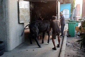  牛主雇用货车将牛群运回家，并承诺不再让牲畜在高速公路上“迷路”。