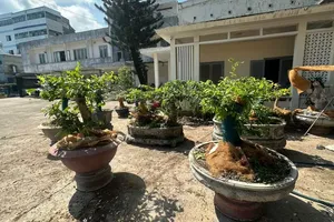 被职能力量决定查獲的黄梅树。