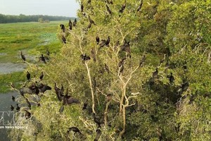 鸟栖国家公园可持续“复苏”湿地生态系统