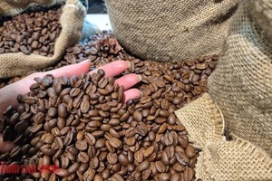 美国正在加快采购越南咖啡。