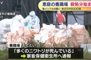 日本再现禽流感疫情 将扑杀23万只鸡。图片来源：日本札幌电视台报道截图