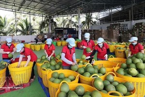 在Vina T&T集团位于永隆省（原槟椥省）的工厂内，工人们正在对出口的青皮柚进行分拣。