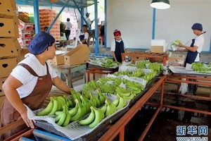 香蕉在国际市场上保持着较高需求。