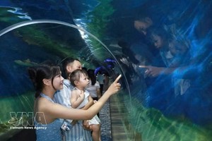 游客们在芽庄海洋学研究所了解海洋环境和生物。