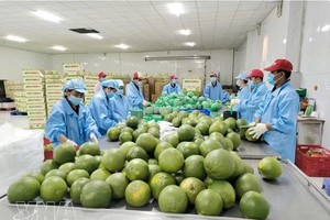 永隆省绿皮柚子包装活动。