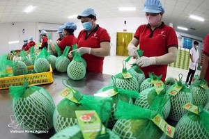 永隆省Vina T&T集团公司工人正在包装红心青皮柚产品，用于出口。
