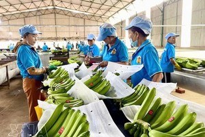 嘉莱省主力农产品进入中国市场的机遇。图自越通社