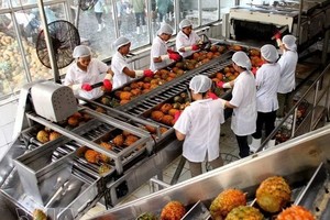 宁平省同交出口食品股份公司的出口菠萝加工活动。图自越通社
