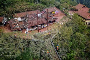 花安寺位于安子历史遗迹与名胜区（广宁省汪秘市），寺前有3棵树龄超过700年的古榕树。图自越通社