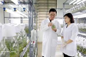 太平种子集团股份公司是越南领先的作物种子企业之一，拥有30种作物的品种权；拥有3家符合国际标准的工厂。图自越通社