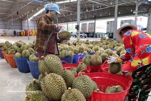 产季初收购的榴莲在阮顺农业进出口有限公司（中国企业，位于德乐省克容帕乡）进行初步加工，随后出口至中国。图越通社