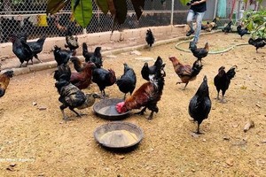 资料图。图自越通社
