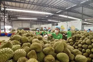 在德乐省收购出口榴莲。图 : 文江