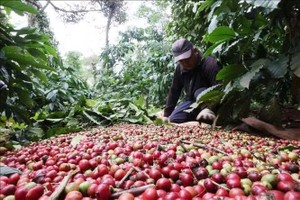 德乐省的咖啡采收。图 : 俊英/越通社