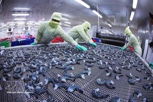 在明富水产集团位于金瓯省李文林坊的工厂，采用IQF快速冷冻技术对虾产品进行冷冻，确保符合出口标准。图片来源：越通社
