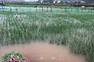 强降雨导致大面积即将收获的紫葱受淹。图:越通社