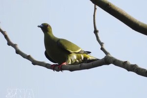 德克容自然保护区共记录到228种鸟类，隶属55科、17目，其中35种为此前研究未收录的鸟类