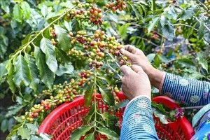 农户正在采摘成串的成熟咖啡豆。图: 春思/越通社