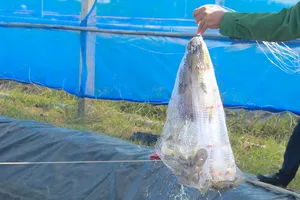 Sóc Trăng xuất khẩu tôm vượt mốc 1 tỷ USD