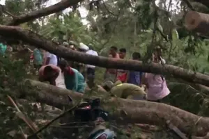 Cây lớn bật gốc đè 2 bà cháu tử vong