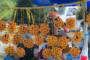 Lần đầu tổ chức ngày hội ẩm thực trái thanh trà ở Vĩnh Long