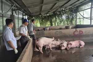 Kết quả kiểm tra lò giết mổ cho cửa hàng CP Fresh Shop tại Sóc Trăng