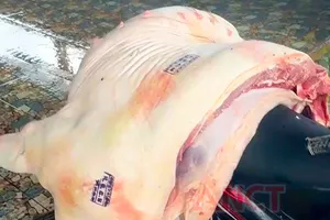 Cá thể heo nhiễm dịch tả châu Phi được phát hiện tại cơ sở giết mổ