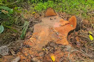 Cần Thơ: Chuyển hồ sơ sang cơ quan điều tra vụ đốn hạ cây xanh tại Hồ Nước Ngọt