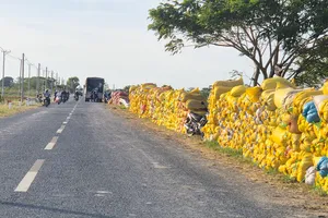 Lúa sau thu hoạch được tập kết trên tỉnh lộ 934B, TP Cần Thơ