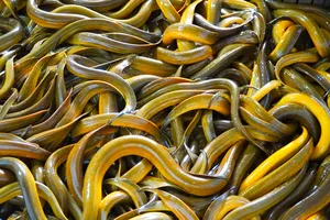 Hàng ngàn tấn lươn thương phẩm tại ĐBSCL “bí” đầu ra