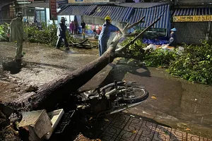 Xã Phú Giáo (TPHCM): Mưa lớn, cây ngã ngổn ngang trên đường