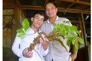 Sâm Ngọc Linh, một trong 5 loại sâm quý nhất thế giới     Ảnh: NGUYÊN KHÔI