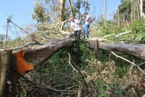Rừng tự nhiên bị chặt phá tràn lan tại Công ty Lâm nghiệp Đức Hòa. Ảnh: CÔNG HOAN