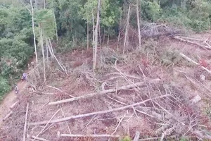 Rừng bị chặt phá tại địa bàn xã Nâm N'Jang nhưng không được kiểm lâm địa bàn ngăn chặn kịp thời. Ảnh Thanh Hải
