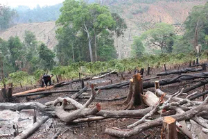 Rừng tự nhiên bị chặt hạ tại lâm phần Công ty Gia Nghĩa. Ảnh: CÔNG HOAN.