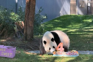 大熊猫“青宝”四岁。