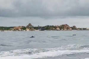 海豚群在槟榔屿海域欢快地游动。