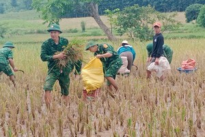 部队协助群众在暴雨洪水中抢收稻谷。