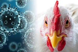 柬埔寨首例禽流感致人死亡病例。图：互联网