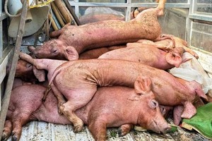 附图。图：越庆