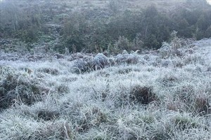 老街省伊堤地区的树枝和草尖上附着白霜。图： 越通社