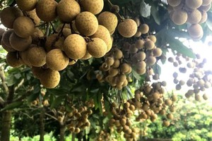 “兴安龙眼种植与加工知识”被列入国家级非物质文化遗产名录。