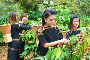 越南咖啡供应正在复苏。图：互联网