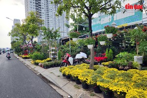 胡志明市多条街道摆满了琳琅满目的年花与盆景。