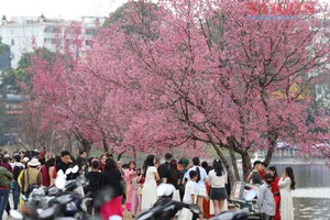 游客聚集在春香湖畔盛开的樱花树下。