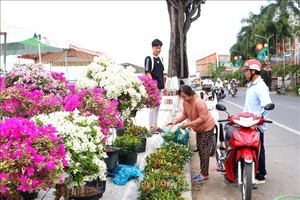 民众在永隆省隆洲坊春花市选购花卉。图：黎翠姮