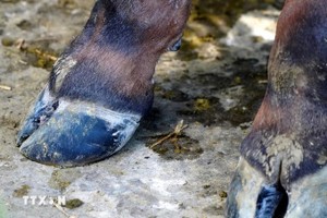 被感染口蹄疫的牛脚趾。图：越通社
