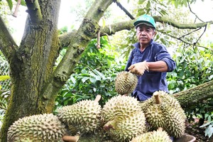 中国加大采购力度，使榴莲价格暴涨。图：互联网