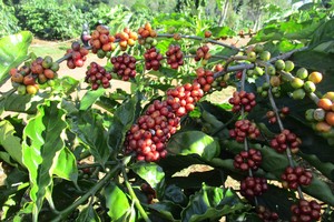 气候变暖正对咖啡产业造成严重影响。